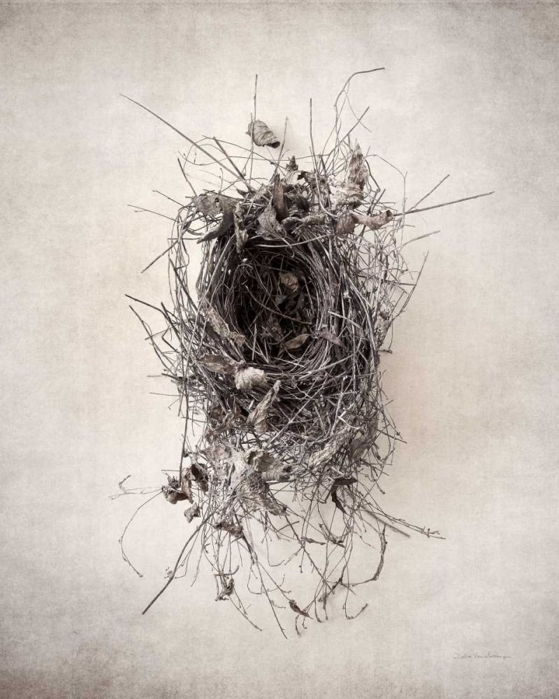 Nest II