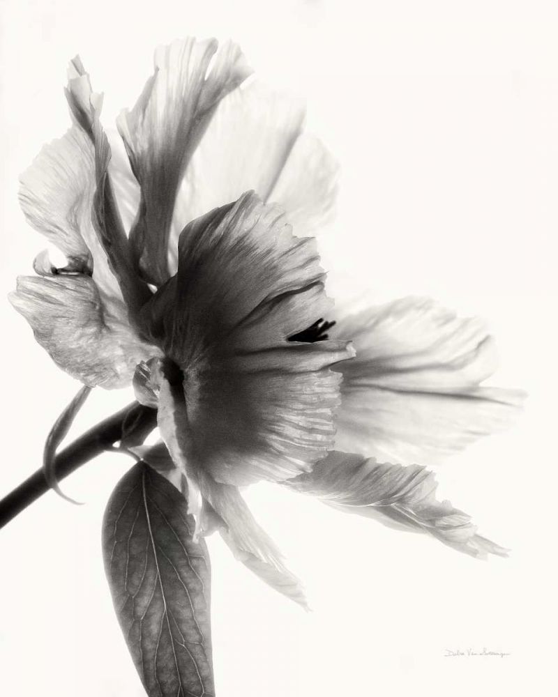 Translucent Peony IIBW