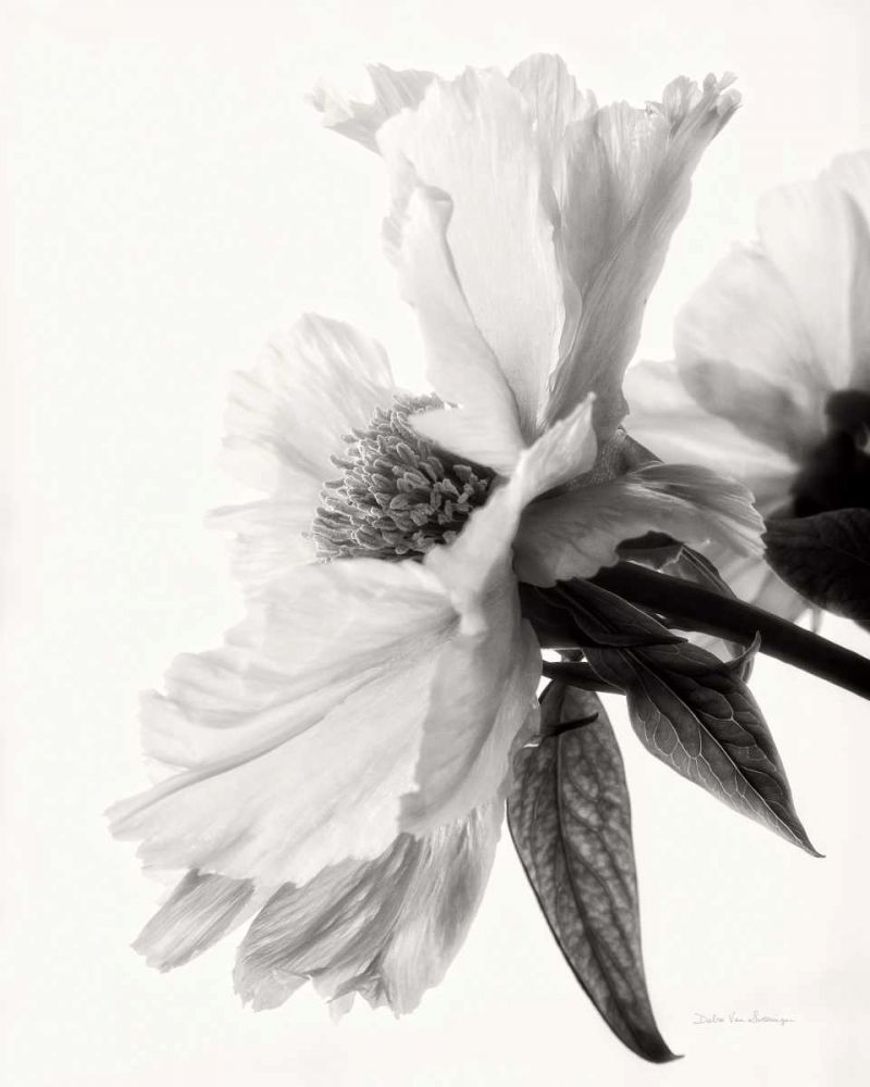 Translucent Peony IVBW