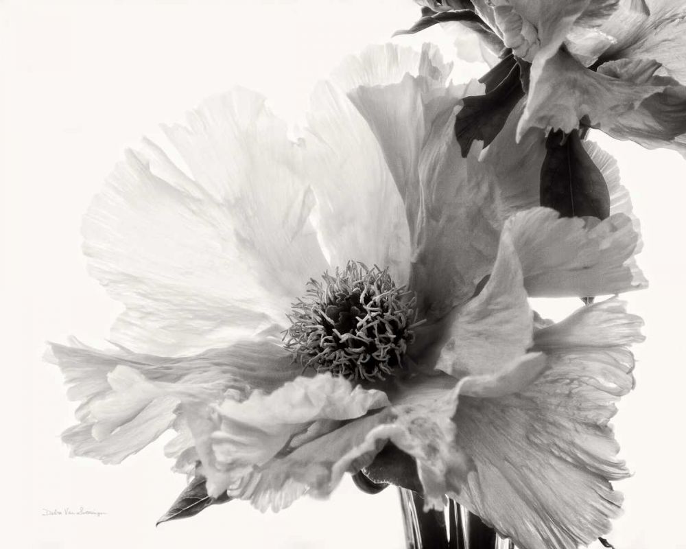 Translucent Peony VBW