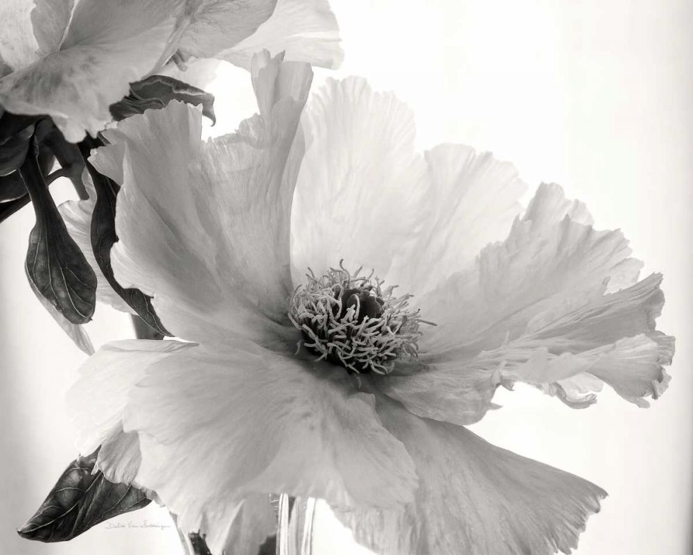 Translucent Peony VIBW