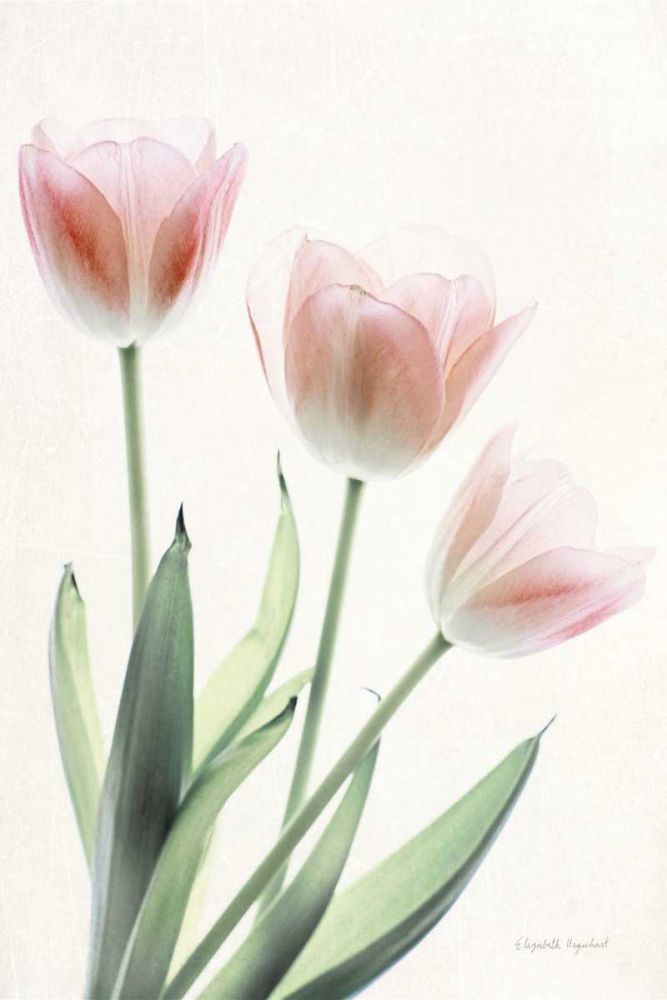 Light and Bright Floral II