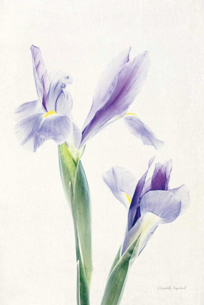 Light and Bright Floral III