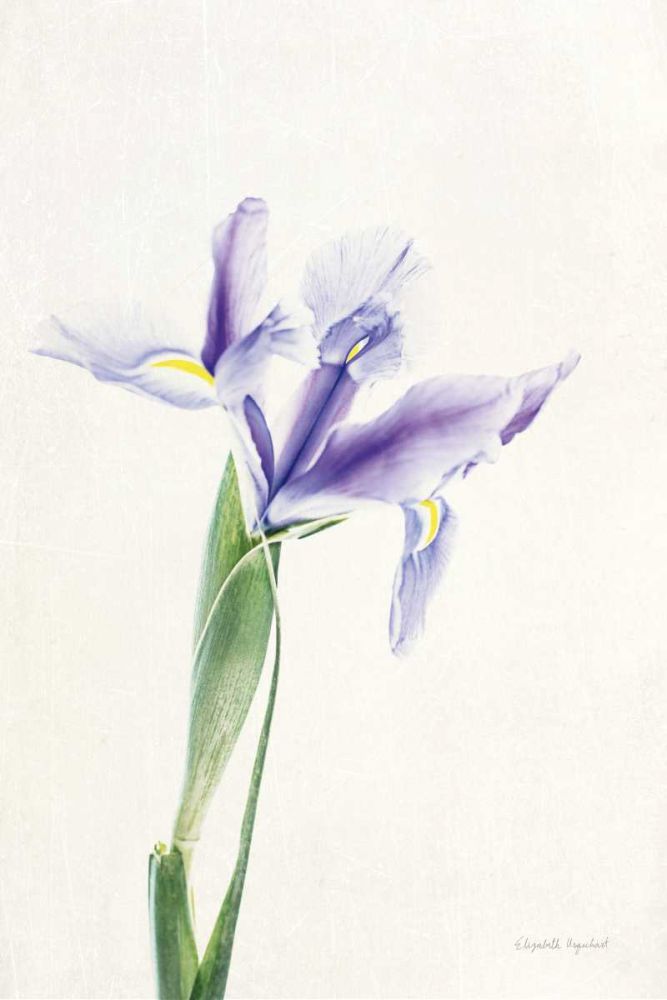 Light and Bright Floral IV