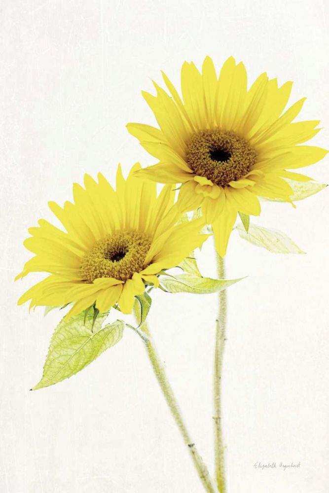 Light and Bright Floral VII