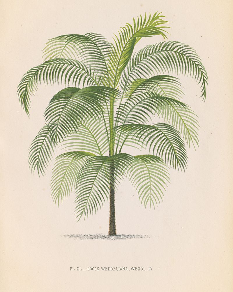 Palmier III