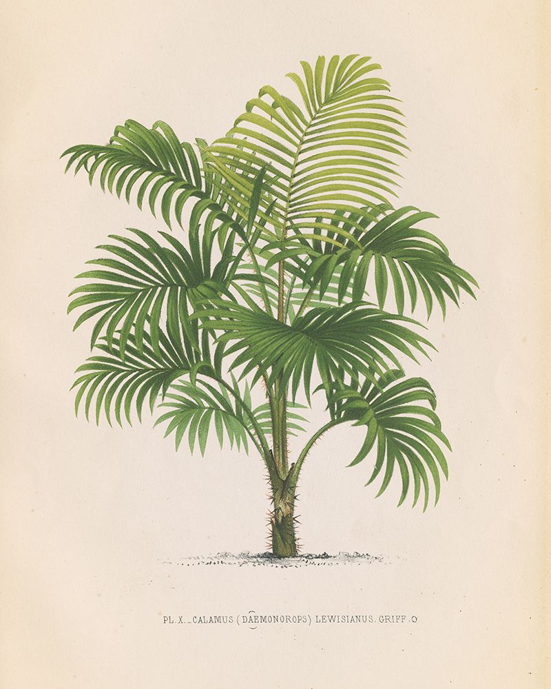 Palmier I