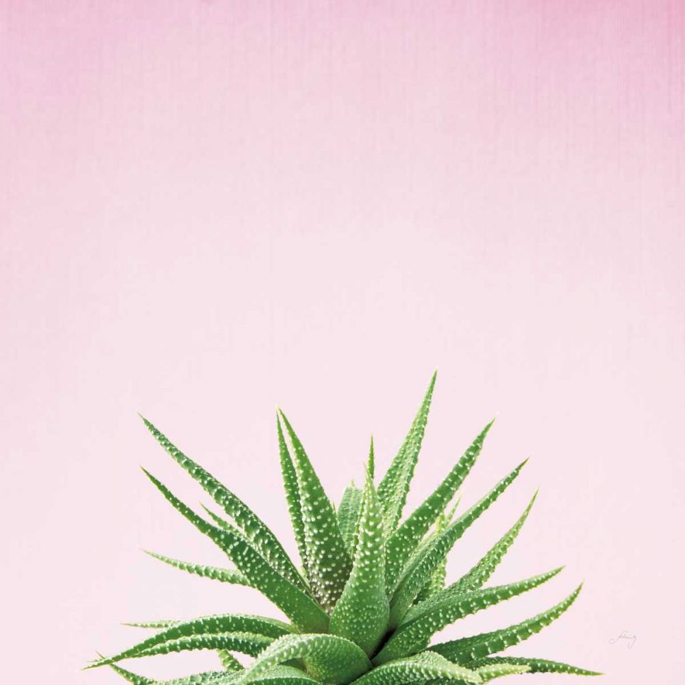 Succulent Simplicity I on Pink