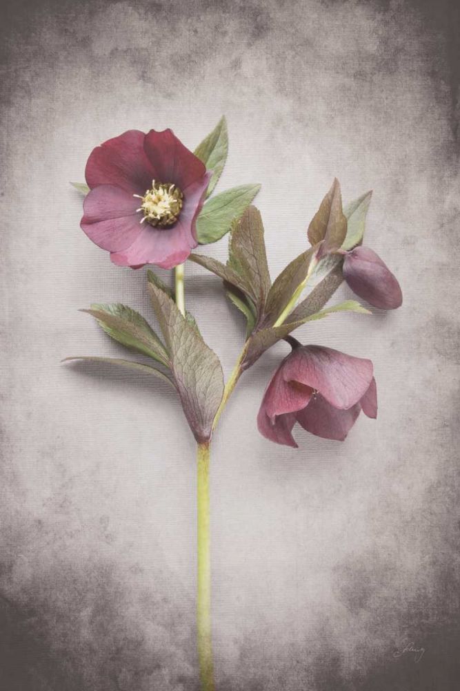 Vintage Hellebore Study V