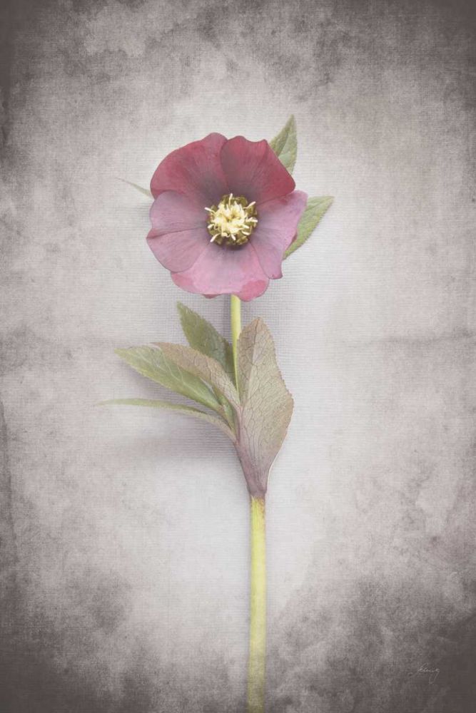 Vintage Hellebore Study VI