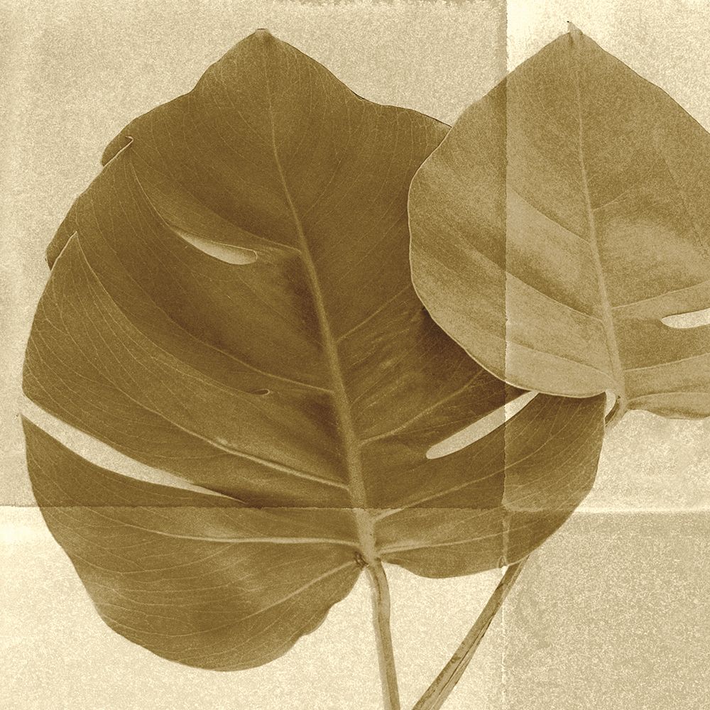 Monstera Leaf II