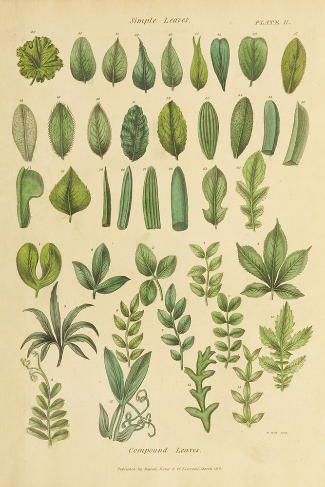 Herbal Botanical X