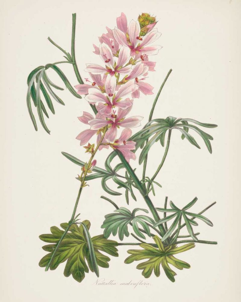 Antique Botanical LVII Cream