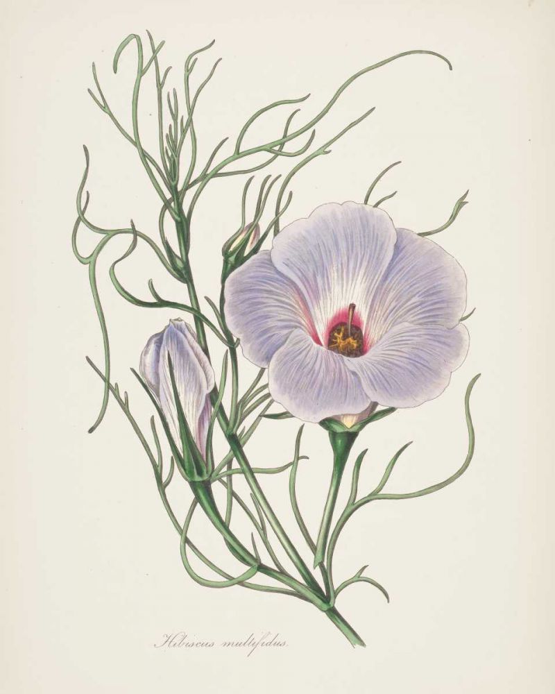 Antique Botanical XXX Cream