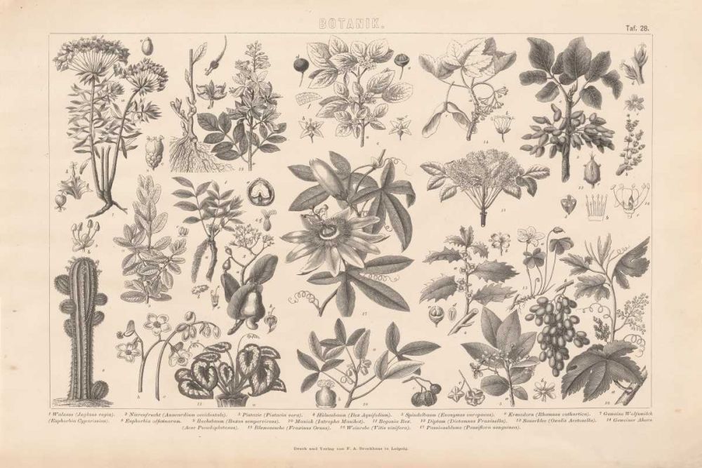 Botanik I Vintage