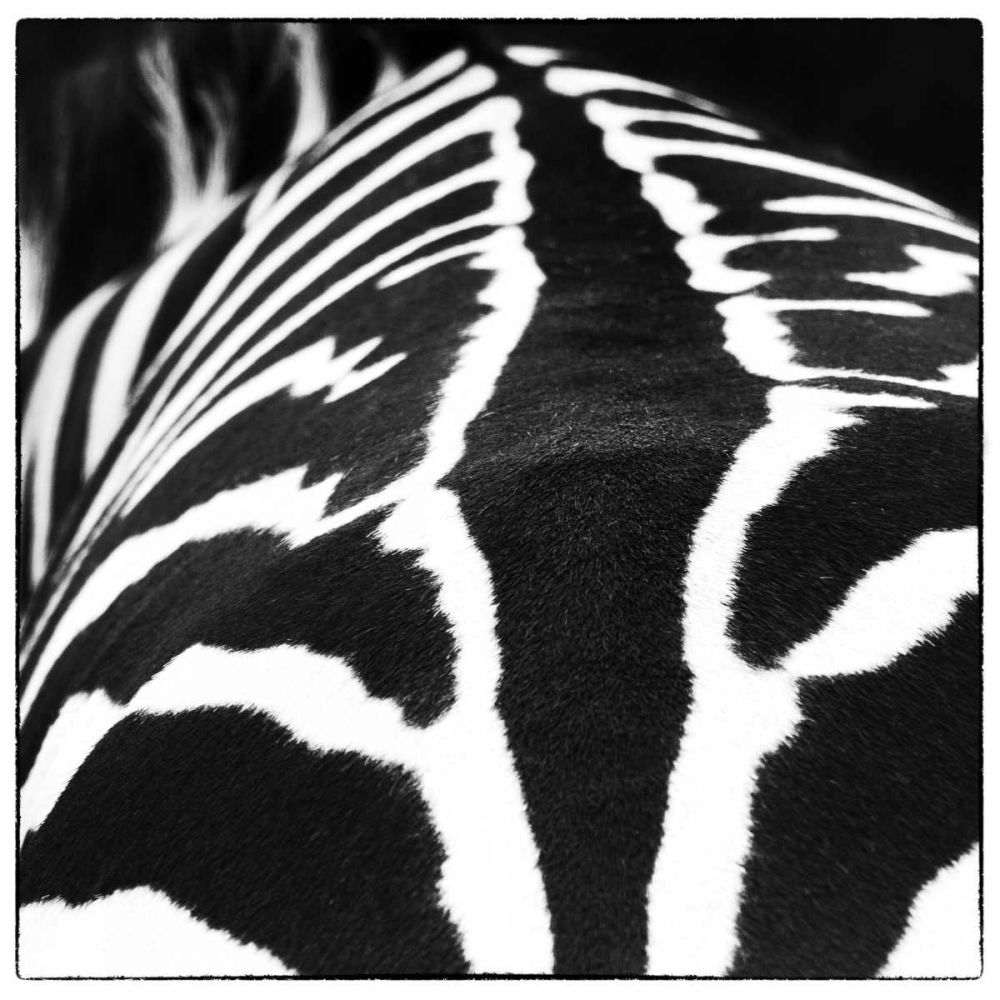 Zebra V