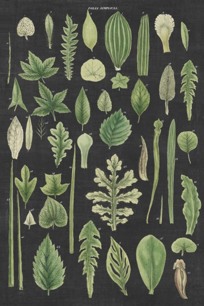 Assortment of Leaves II Charcoal Crop