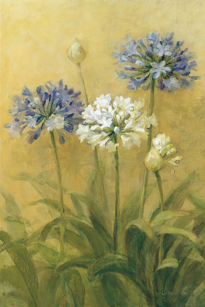 Agapanthus II