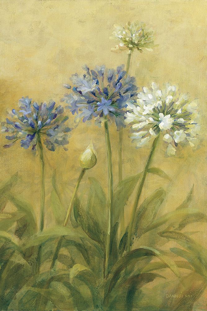 Agapanthus III