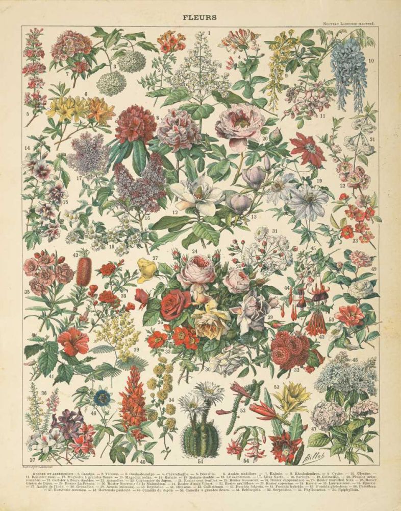 French Flower Chart