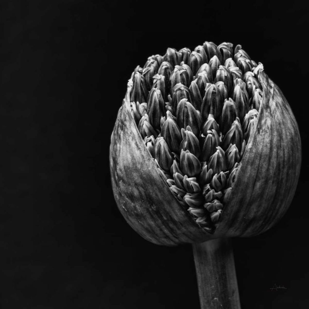 Allium II