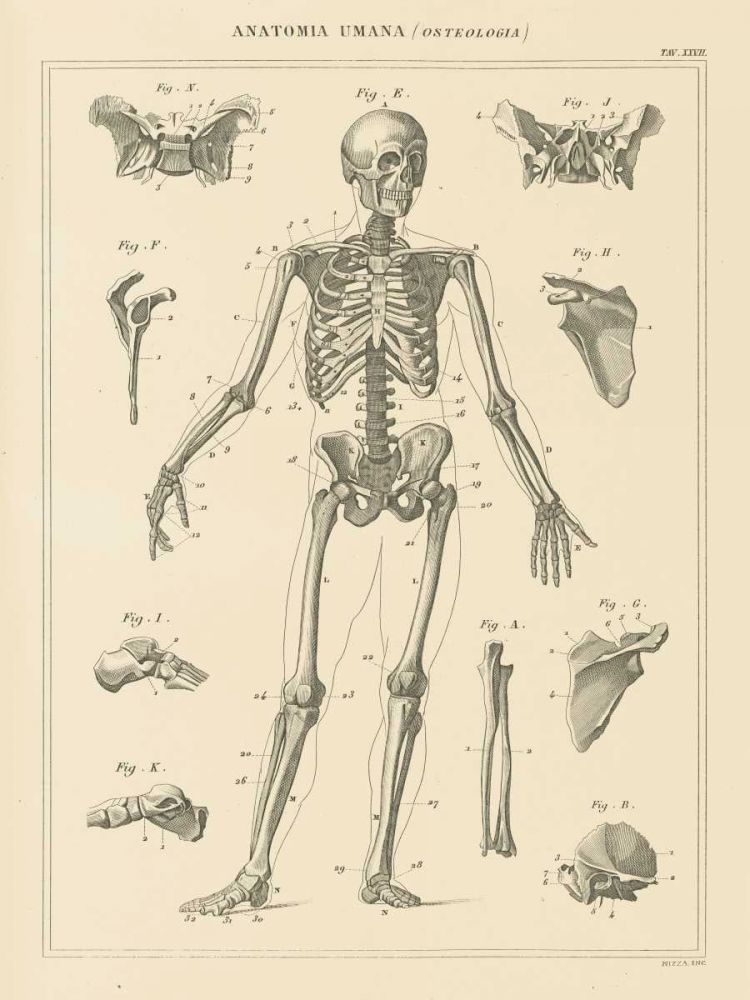 Skeleton Chart