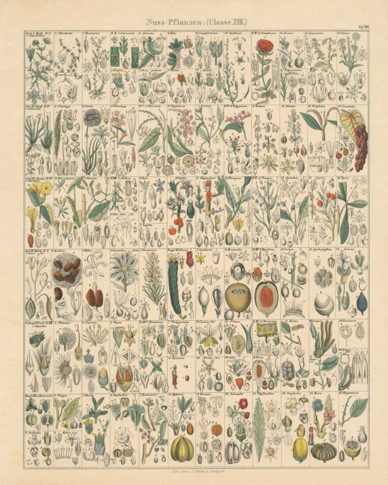 Flora Chart II
