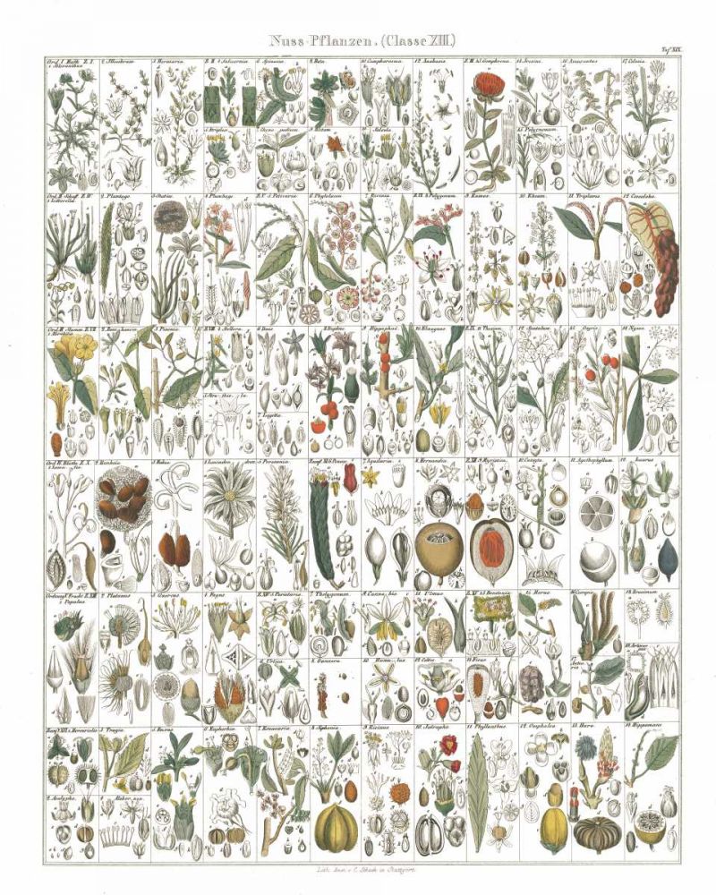 Flora Chart II White