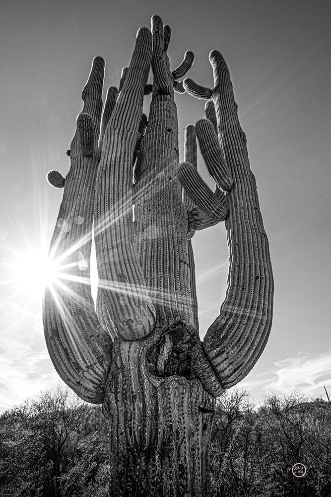 Sunset Saguaro