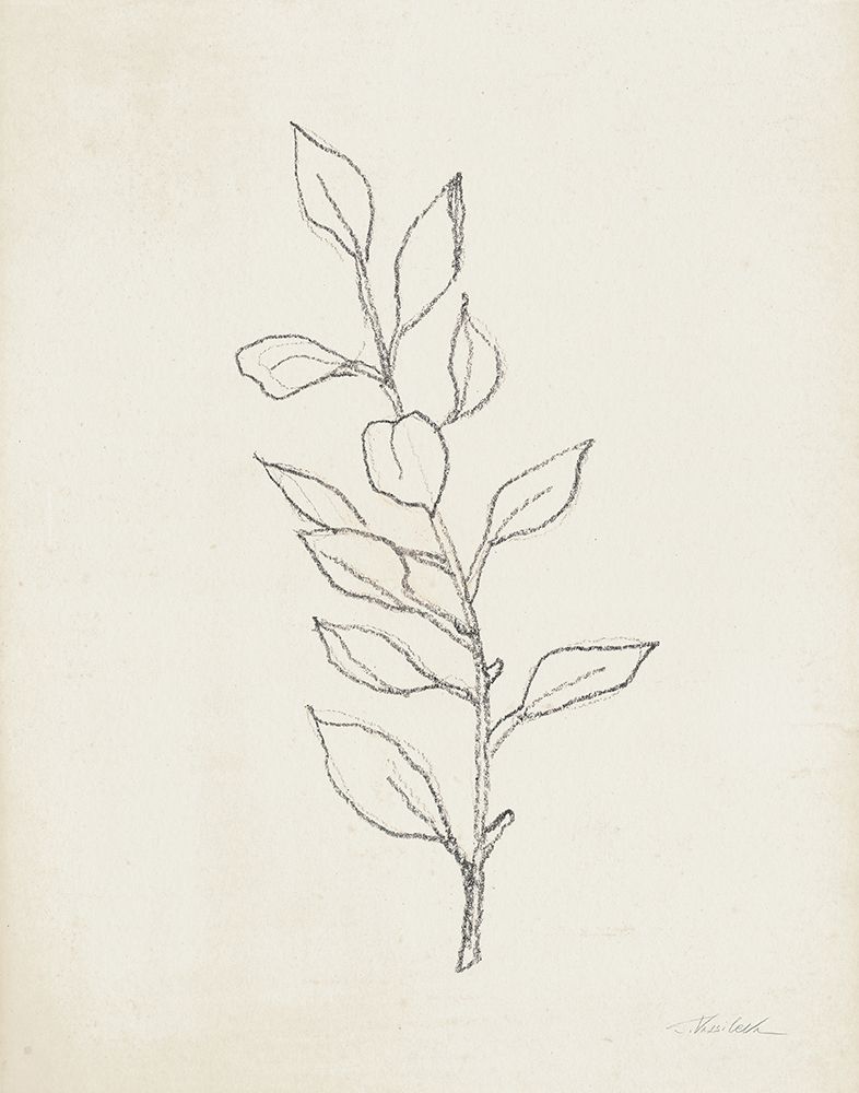 August Branch II