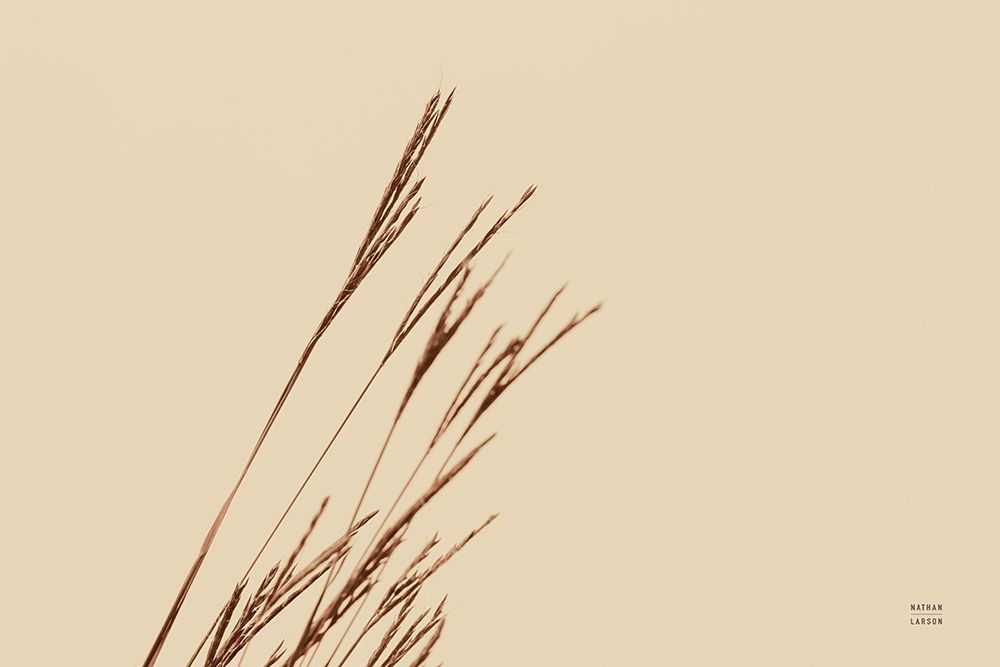 Lakeside Grasses IV