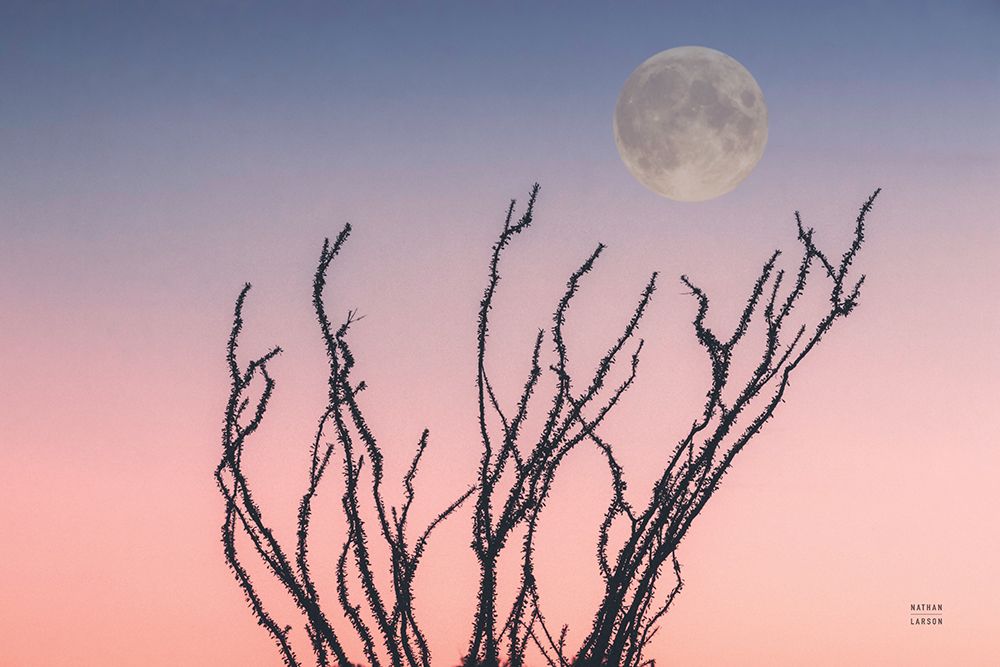 Reaching Up Moon