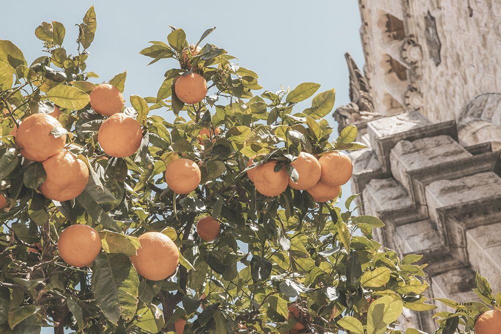 Spanish Islands Oranges