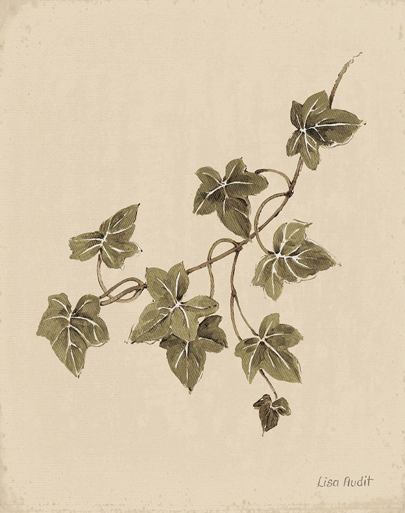 Ivy Leaves