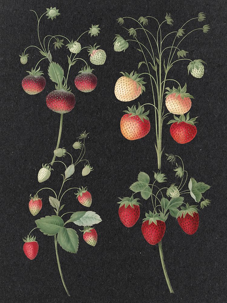 Wild Strawberries