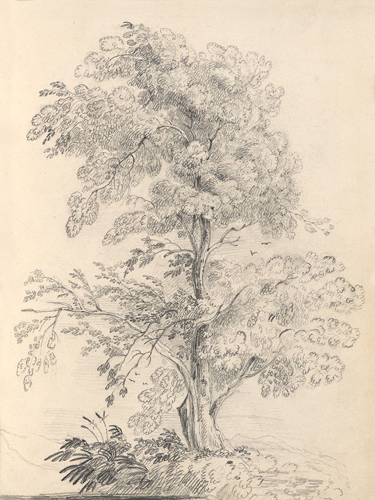 Tree Sketch