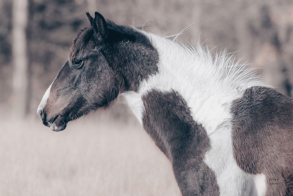 Horse Profile Tones
