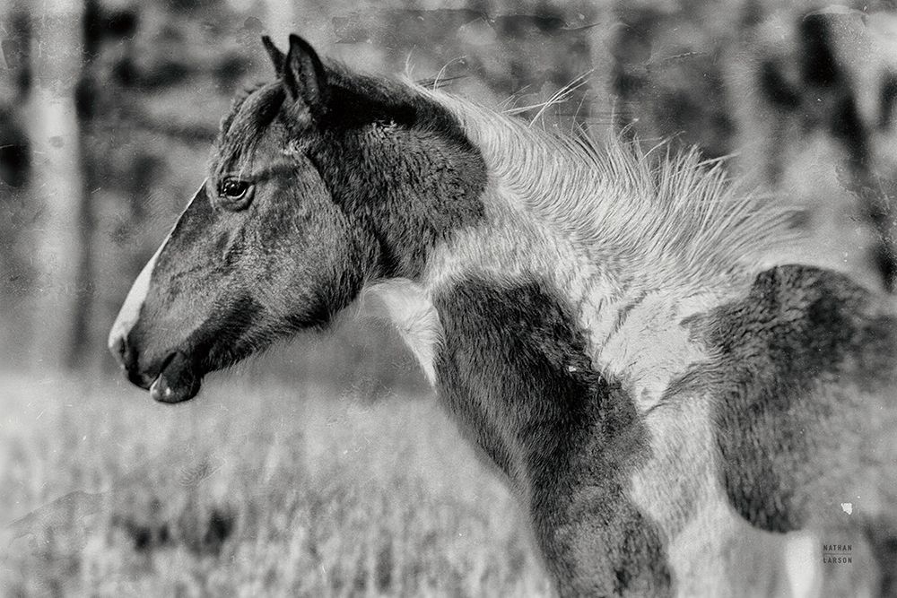 Horse Profile BW