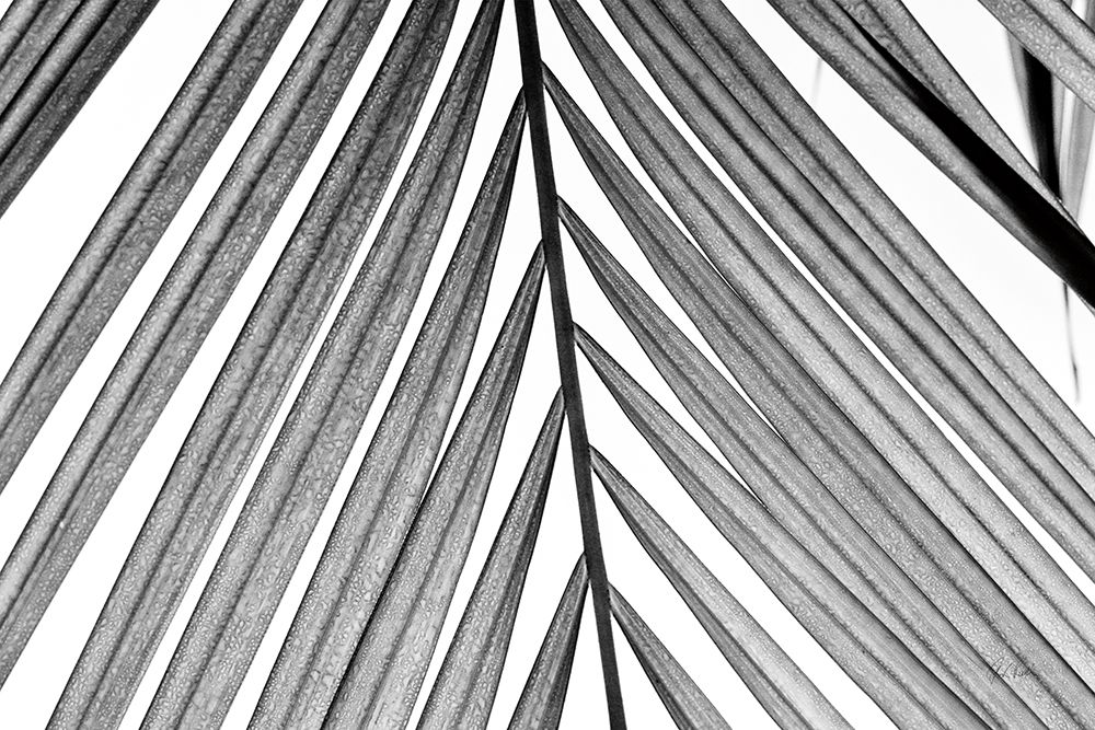 BW Fern I
