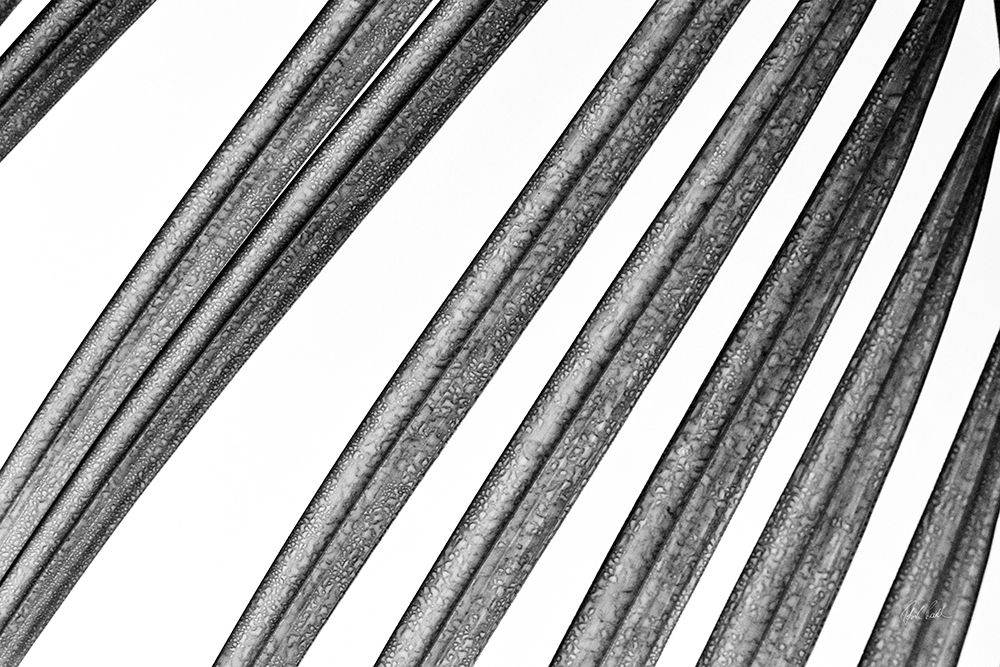 BW Fern II
