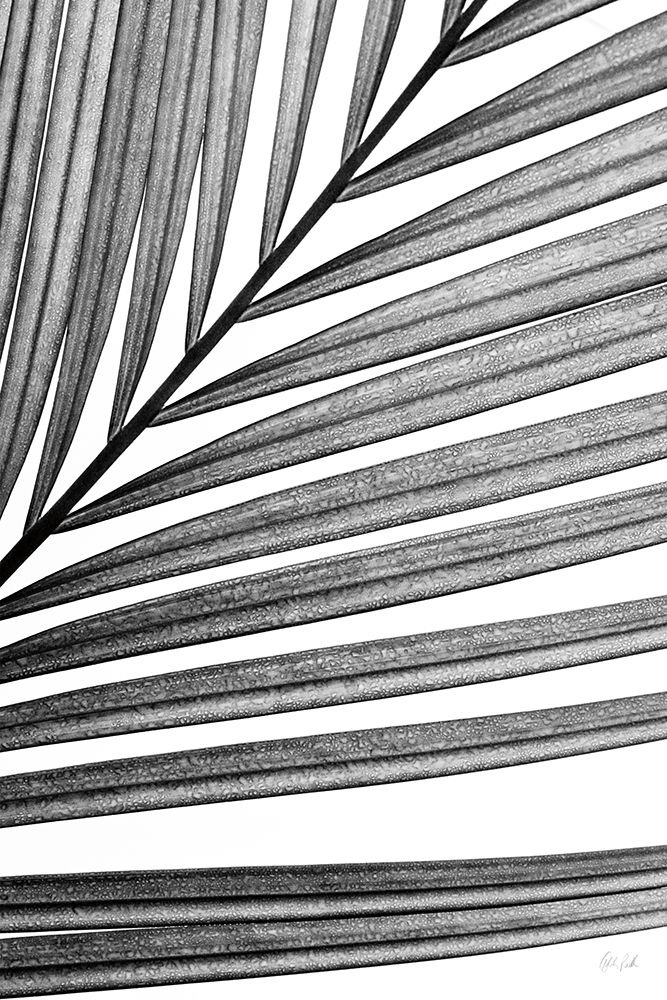 BW Fern III