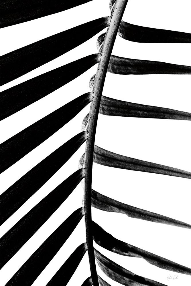 BW Fern IV