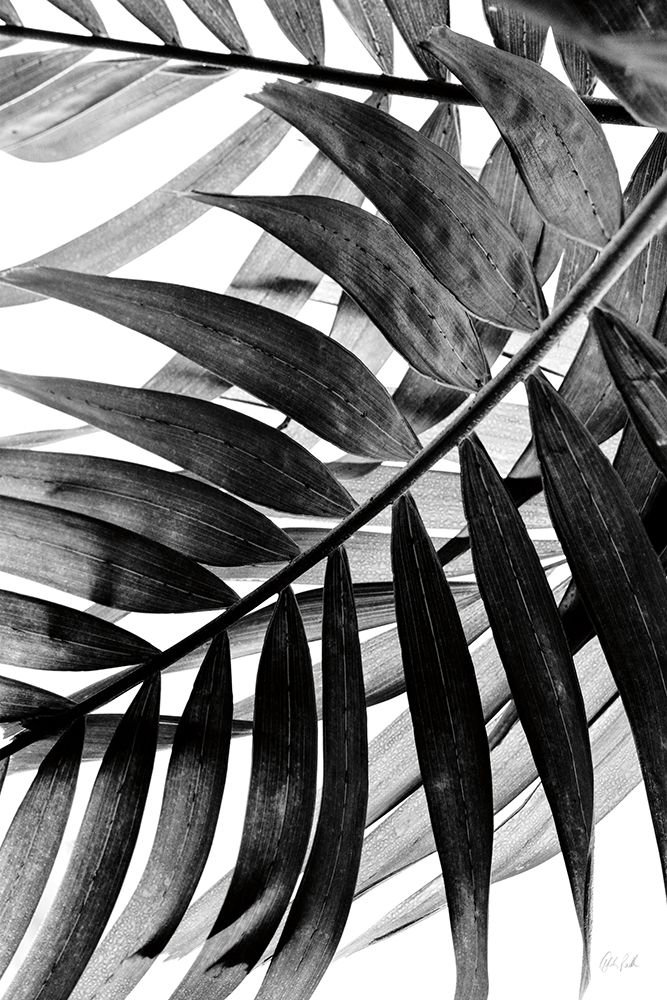 BW Fern VI