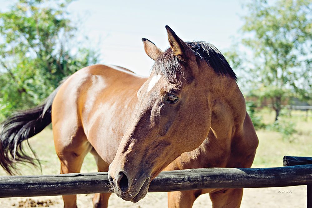 Brown Horse