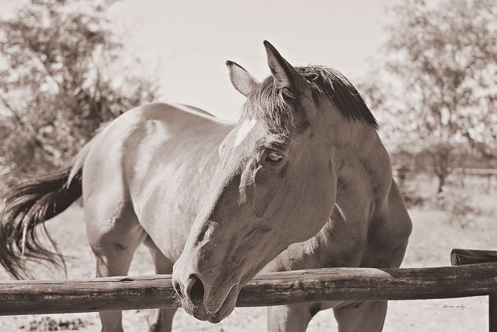Brown Horse Sepia