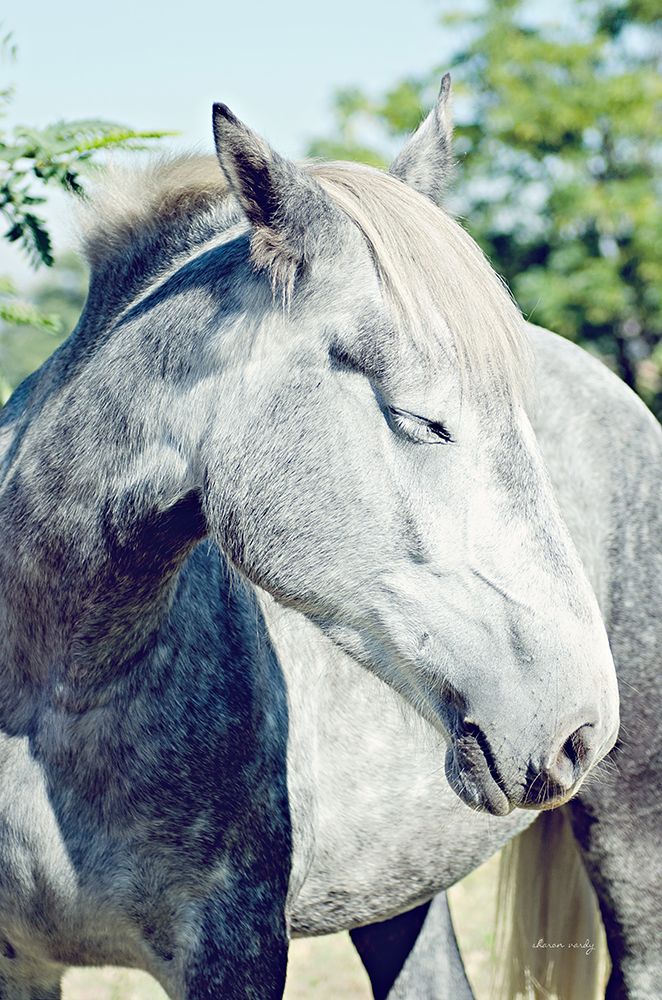 White Horse