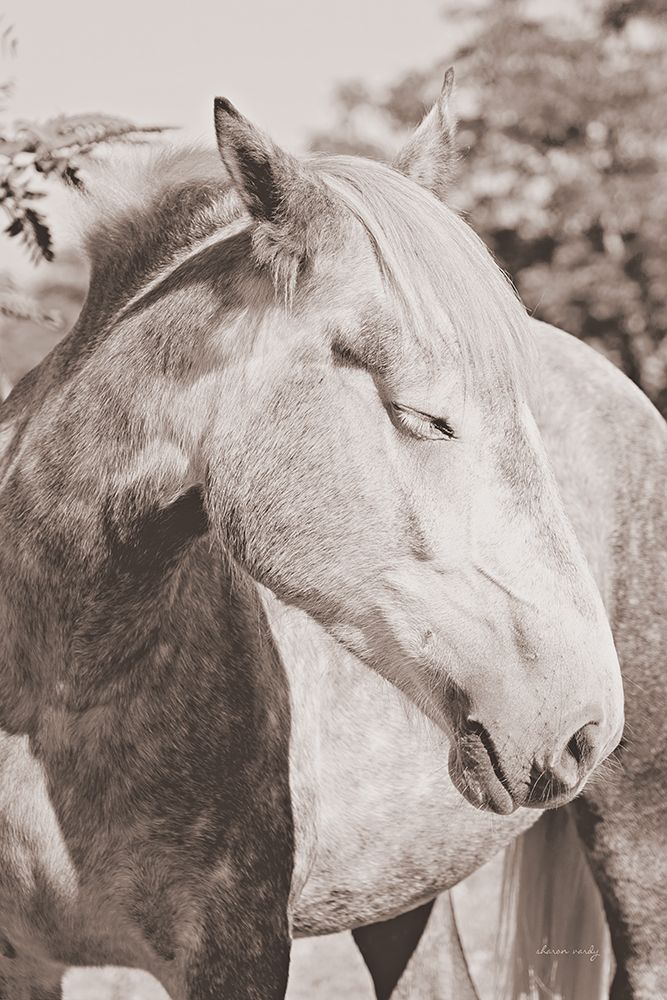 White Horse Sepia