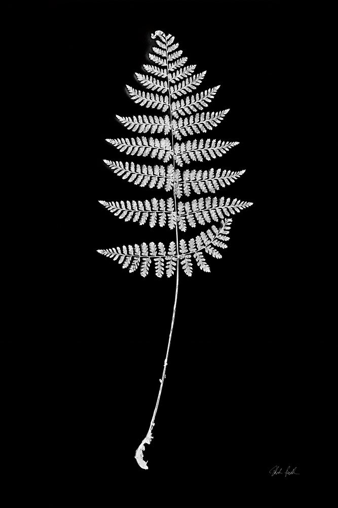 Vermont Fern