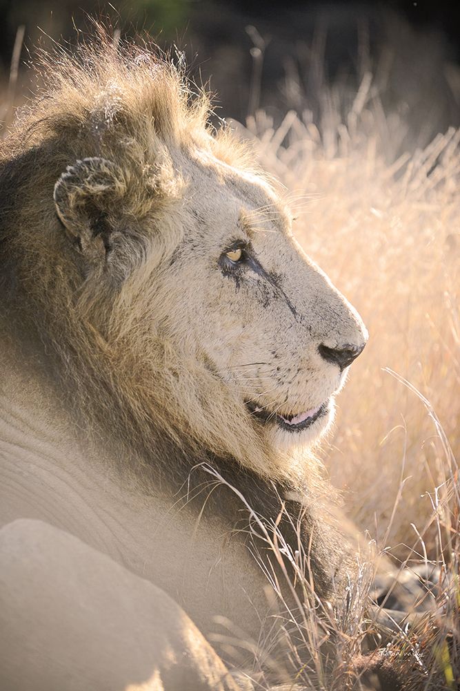 Old Lion