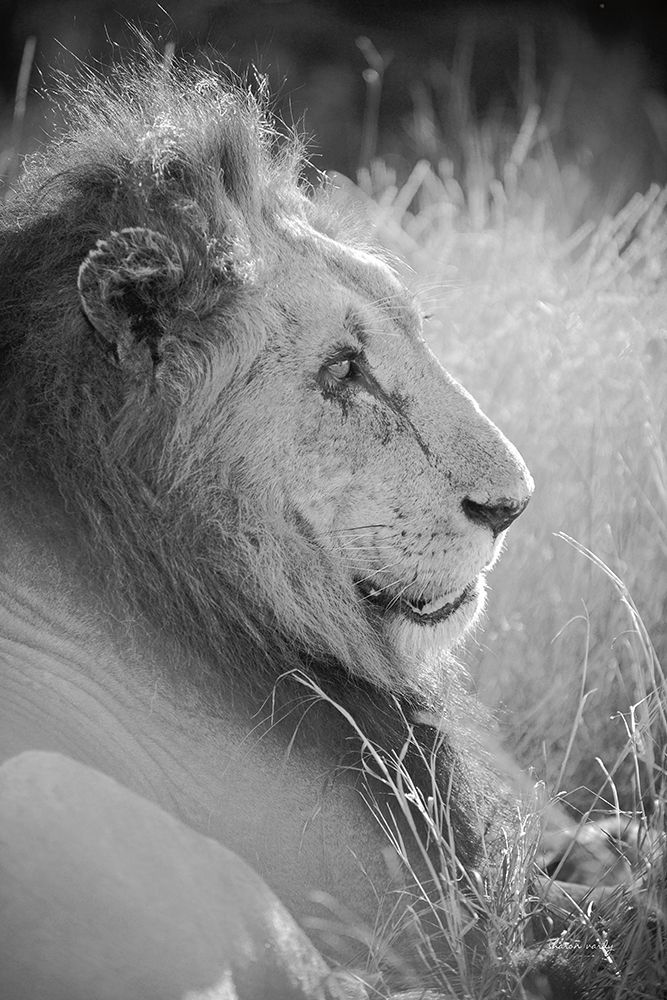 Old Lion BW